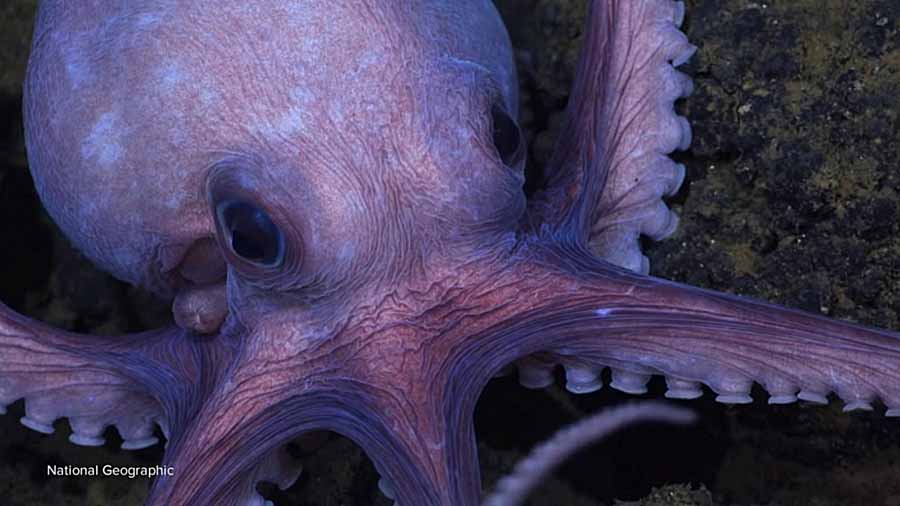 Secrets-of-the-Octopus.jpg