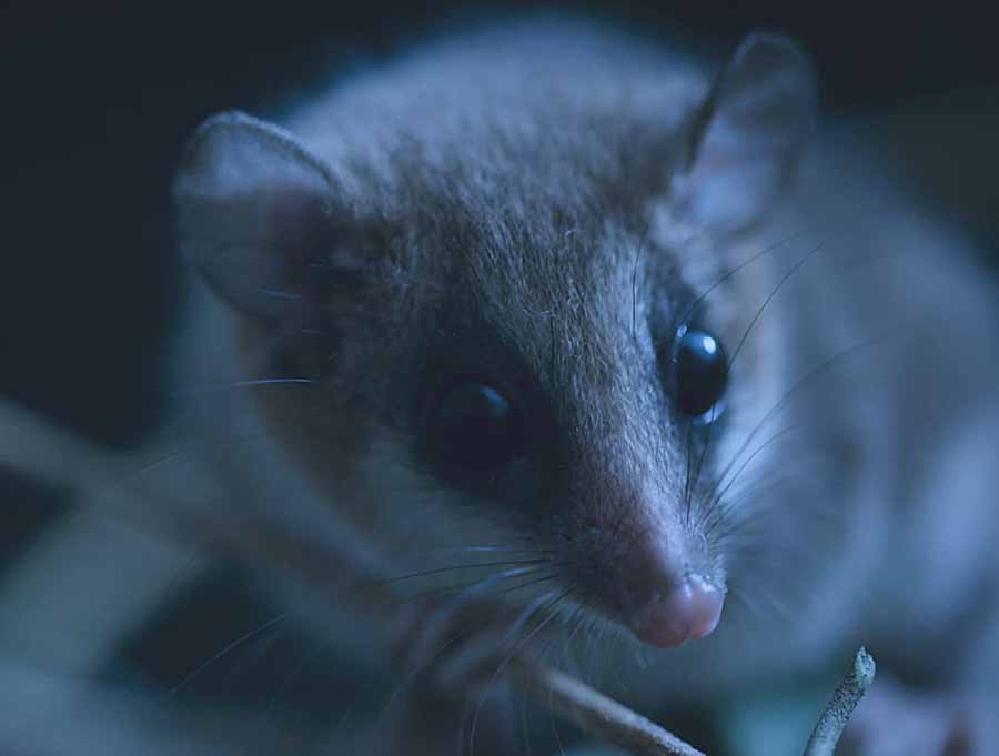 little-mountain-monkey.jpg
