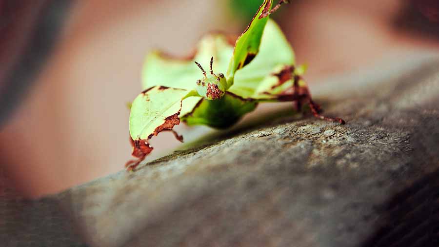 Little-Matters-Insects.jpg