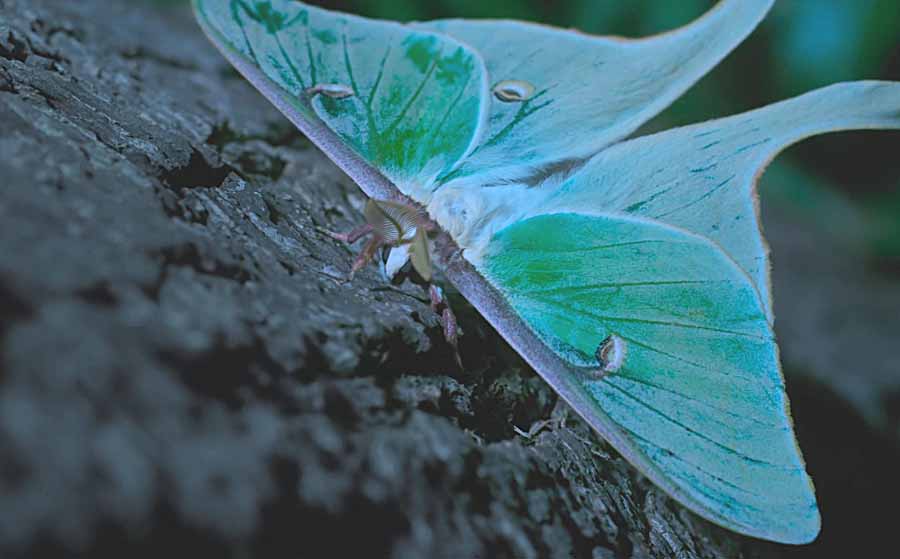 American-moon-moth.jpg