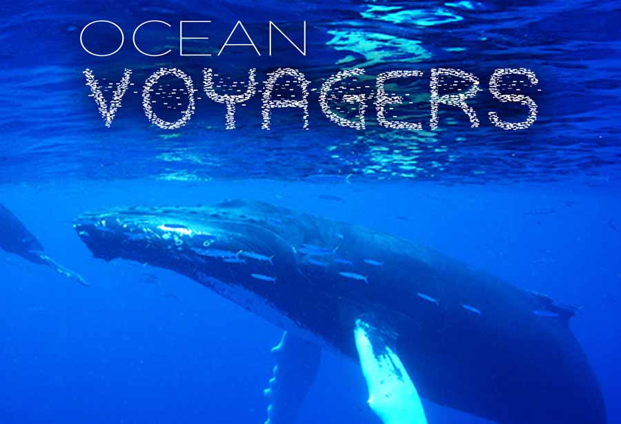 Ocean-Voyagers.jpg