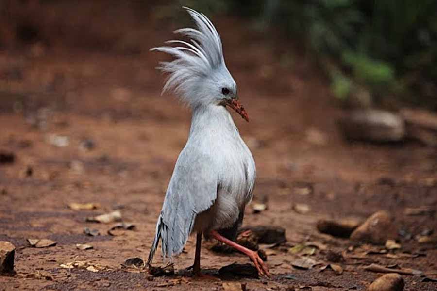 Kagu.jpg