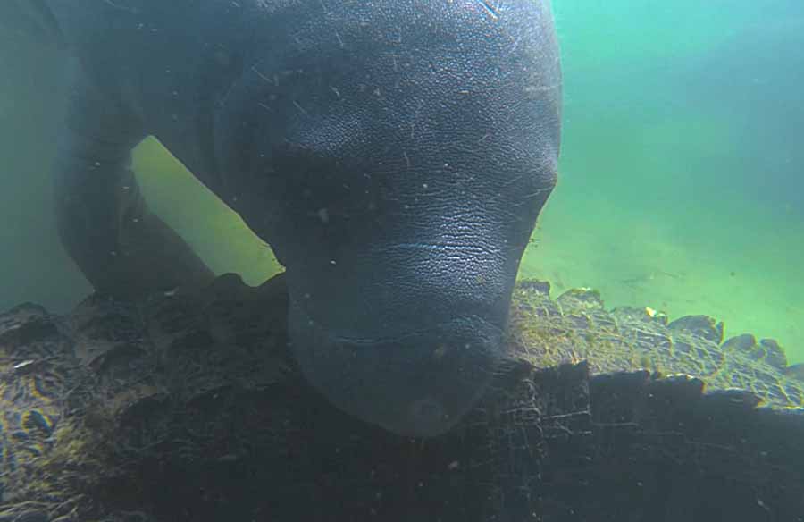 HAI-NIU-E-YU.jpg