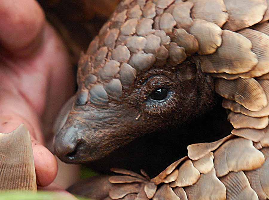 Pangolin-Kulus-Journey.jpg
