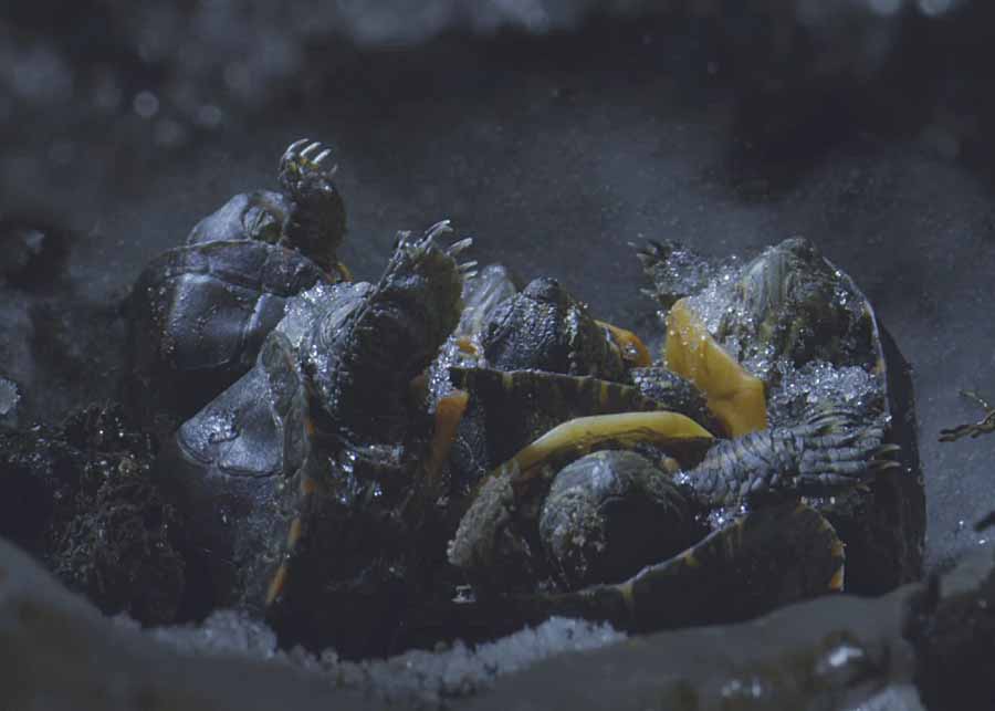 JIN-GUI-DONG-MIAN.jpg