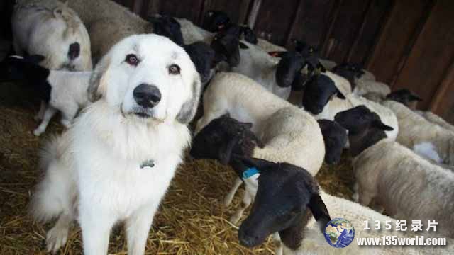 The-Biggest-Little-Farm-1.jpg
