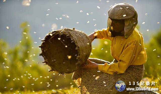 Honeyland-1.jpg