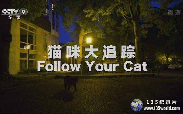 Follow-Your-Cat.jpg
