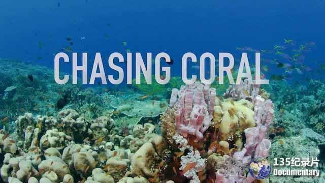 Chasing-Coral-1.jpg