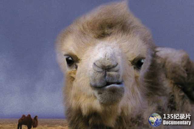 The-Story-of-the-Weeping-Camel-4.jpg