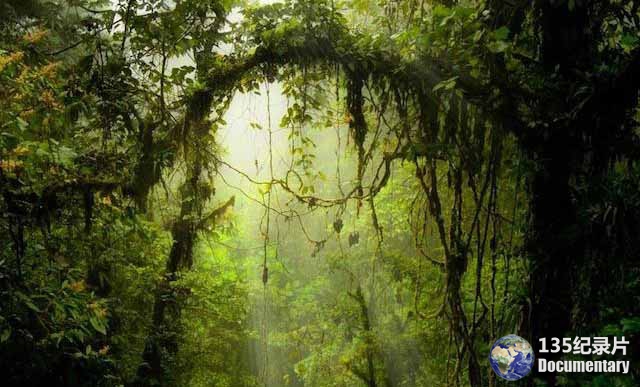 The-Jungle-Prescription.jpg