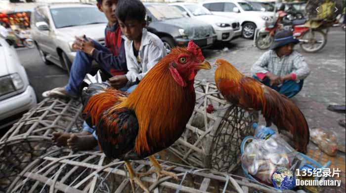 H5N1-Pandemic.jpg