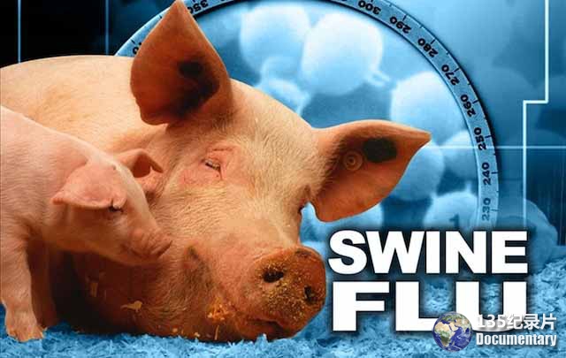 Swine-Flu.jpg