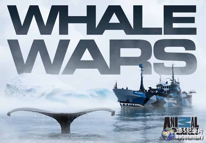 Whale-Wars-5.jpg