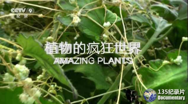 Amazing-Plants.jpg