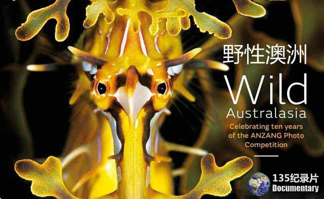 Wild-Australasia-3.jpg