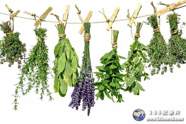 The-Secret-World-of-Herbs-6.jpg