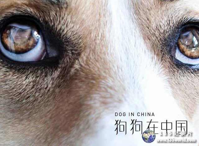 dogs-in-china.jpg