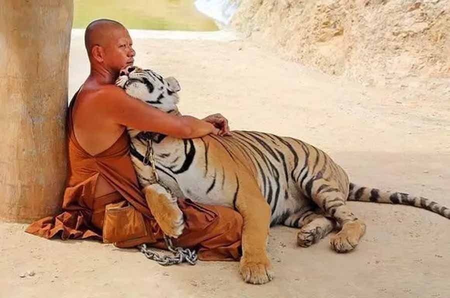 The-Tiger-and-the-Monk.jpg