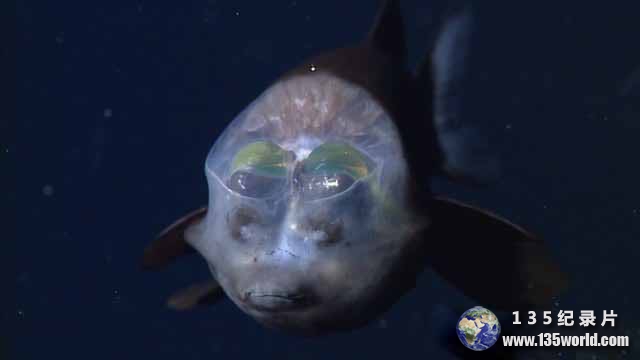 Deep-Ocean-5.jpg