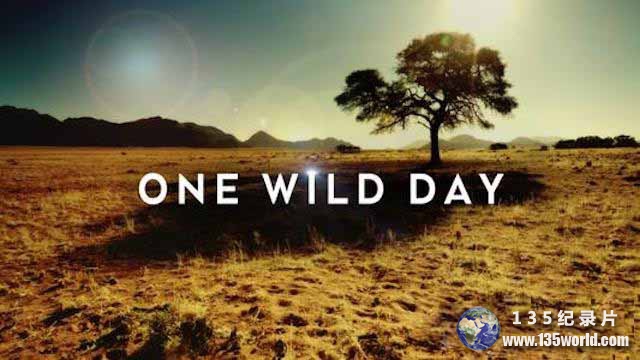 One-Wild-Day.jpg