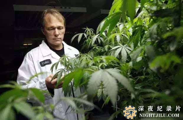 Cannabis-wonderdrug.jpg