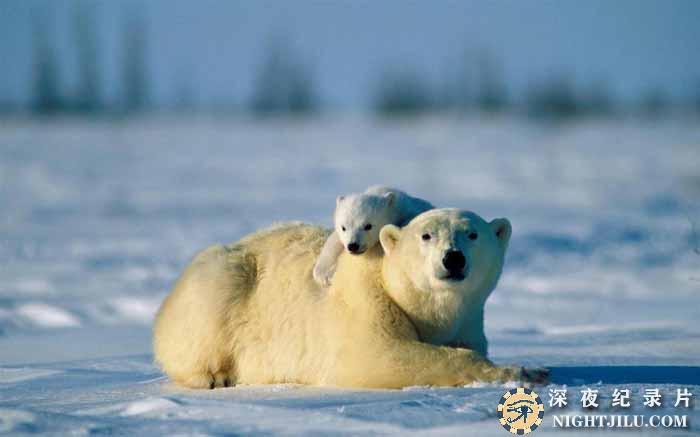 Evolution-of-the-Polar-Bear-.jpg