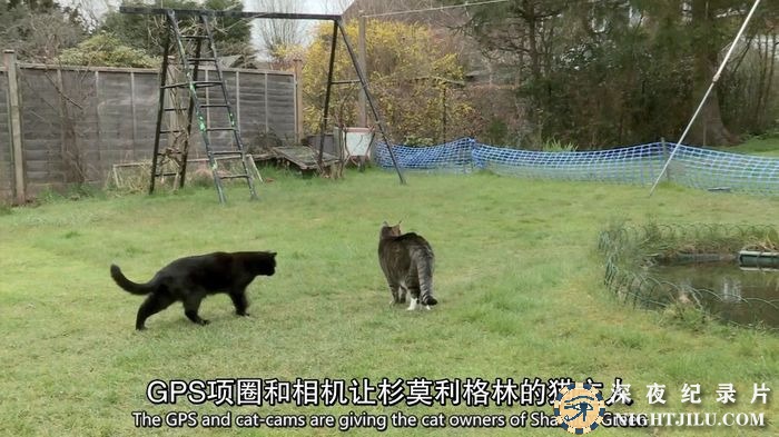 Little-Cat-Diaries.jpg