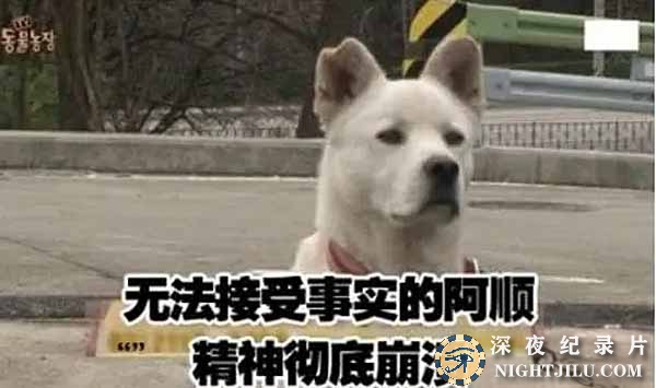 SBS-animal.jpg