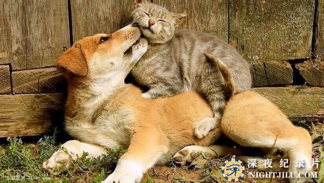 How-We-Tamed-the-Cat-and-Dog.jpg