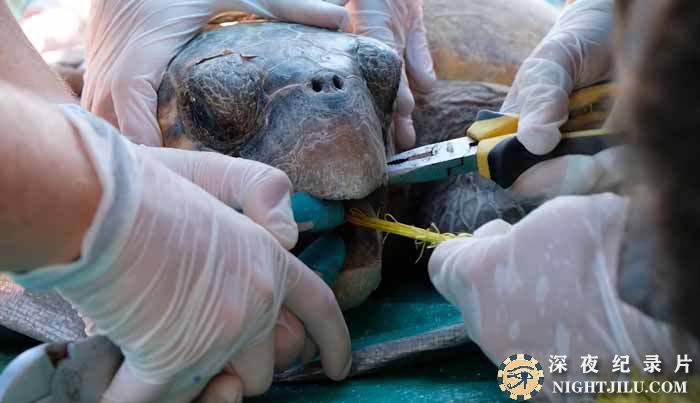 Sea-Turtle-Rescue.jpg