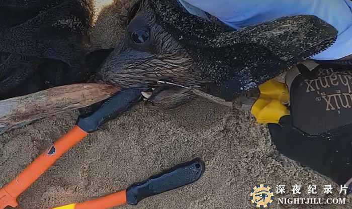 Seal-Rescued-from-Big-Hook.jpg
