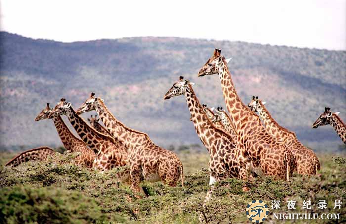 Last-of-the-LongnecksWalking-with-Giraffes.jpg