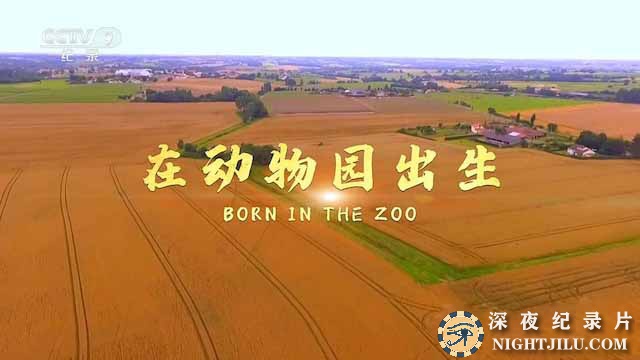 Born-in-the-Zoo.jpg
