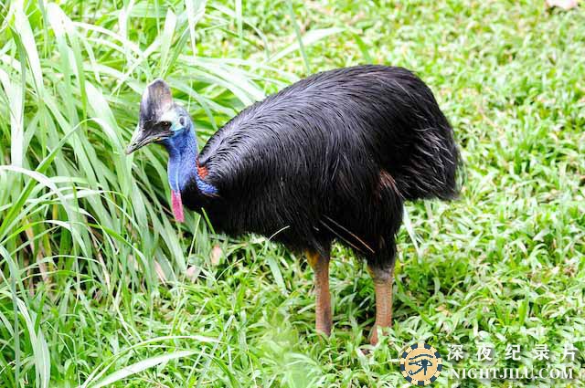 Cassowaries.jpg