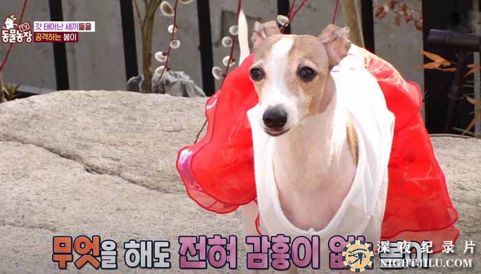 TV-DONG-WU-NONG-CHANG-4.jpg