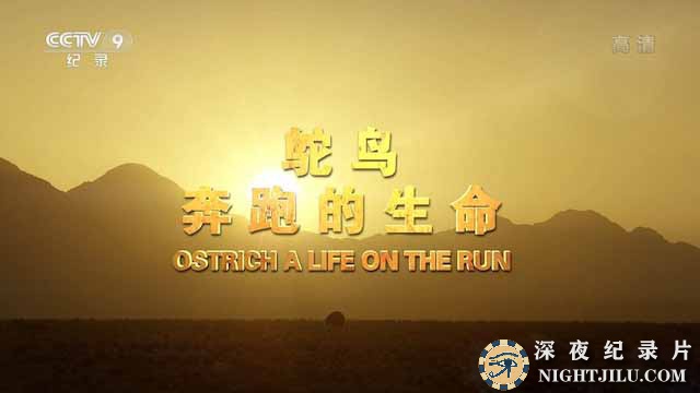 Ostrich-A-Life-on-the-Run.jpg