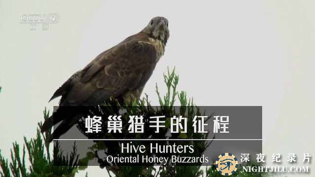 Hive-Hunters.jpg