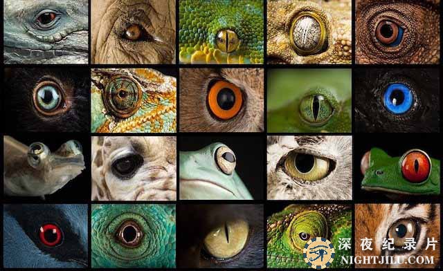 Eyes.jpg