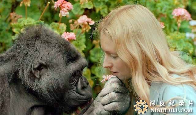Koko-The-Gorilla-Who-Talks-to-People.jpg
