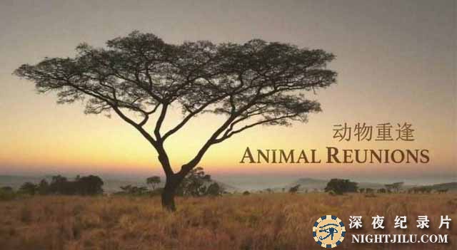 Animal-Reunions.jpg