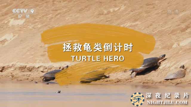 Turtle-Hero.jpg