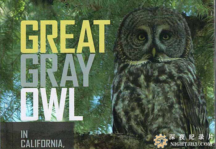 Acoustic-PredatorsGreat-Gray-Owls-.jpg
