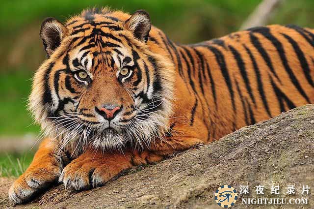 Sumatra-Tiger.jpg