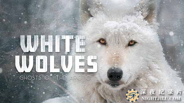 White-Wolves-Ghosts-of-the-Arctic.jpg
