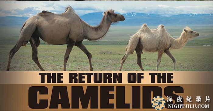 The-Return-Of-The-Camelids.jpg