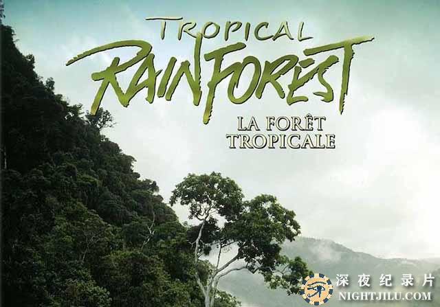 Tropical-Rainforest.jpg
