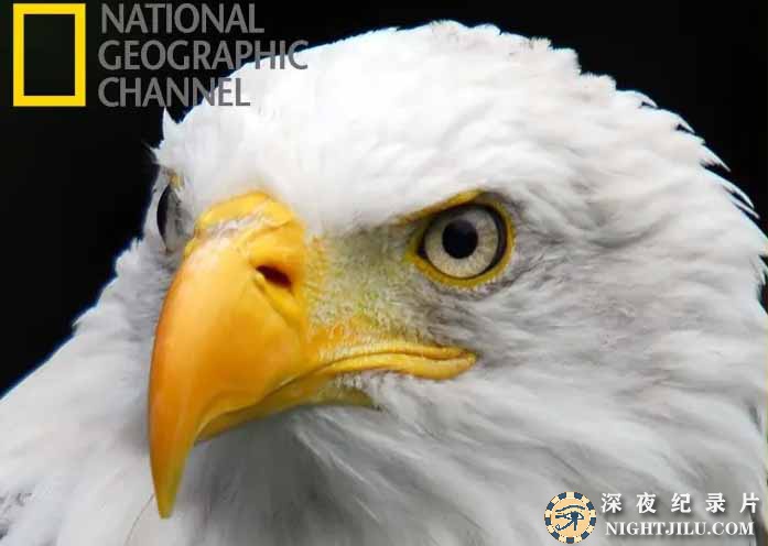 American-Eagle.jpg