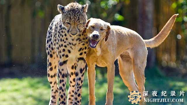 Animal-Odd-Couples.jpg