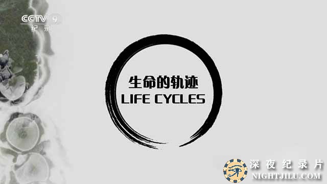 Life-Cycles.jpg